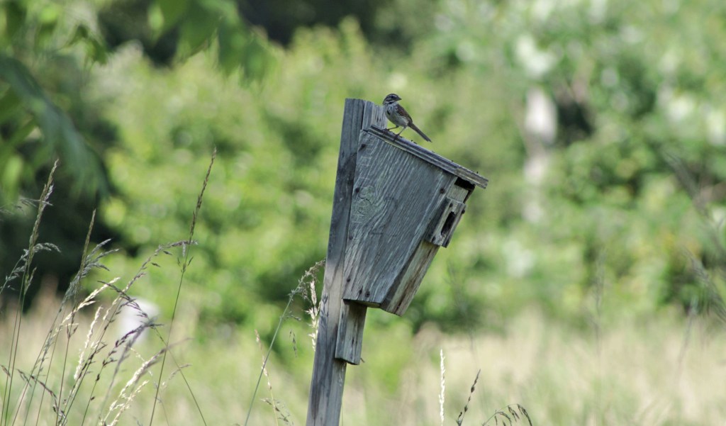 The Brown-headed Cowbird